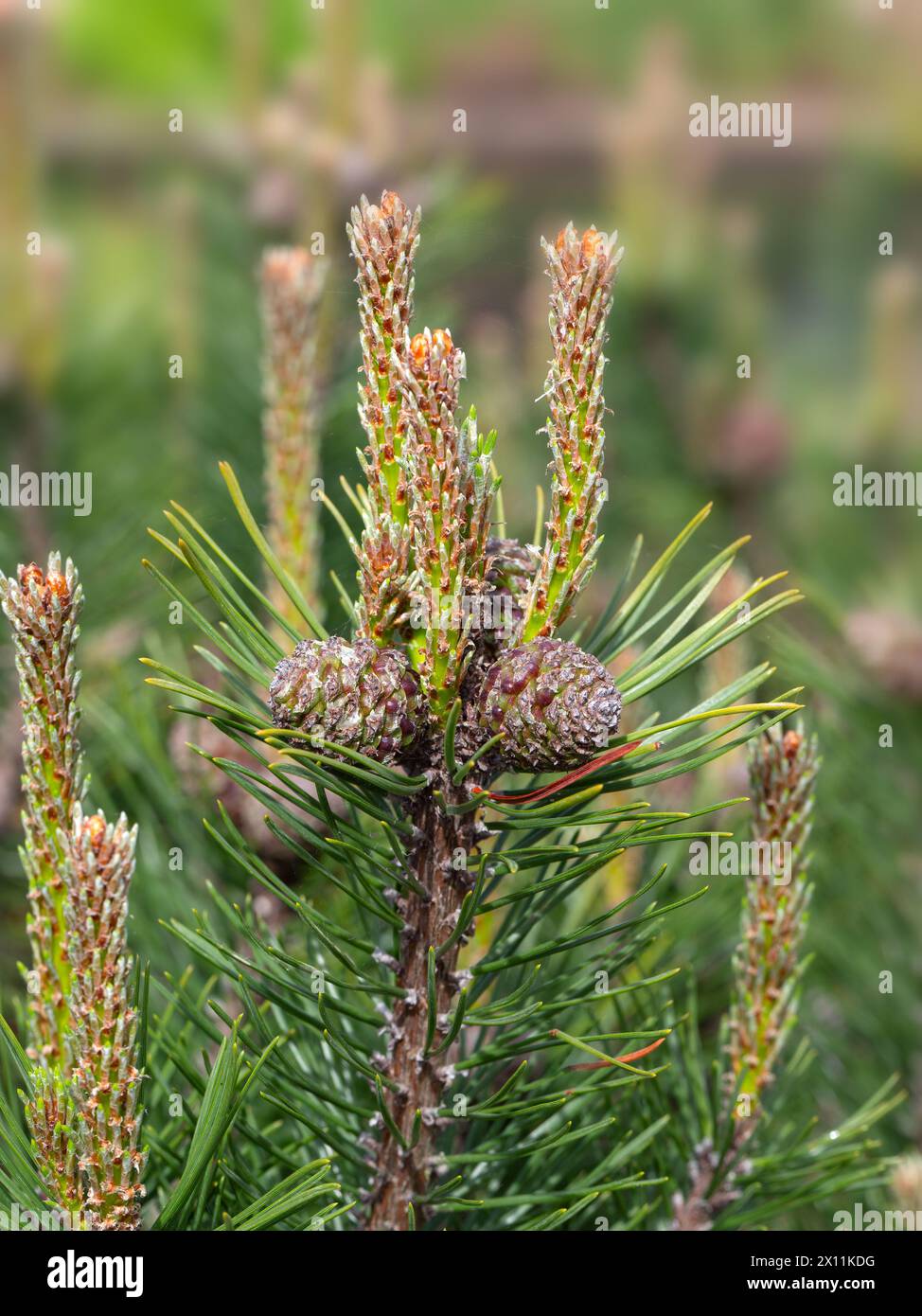 Closeup of needles and cones of Pinus mugo 'Humpy' in a garden in Spring Stock Photo