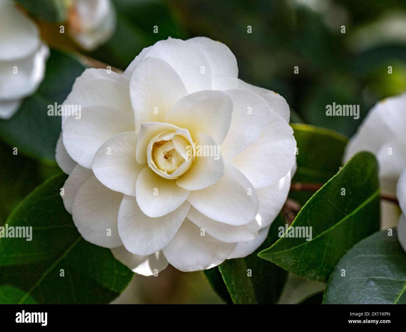 Closeup of a flower of Camellia japonica 'Imbricata Alba' in a garden in Spring Stock Photo