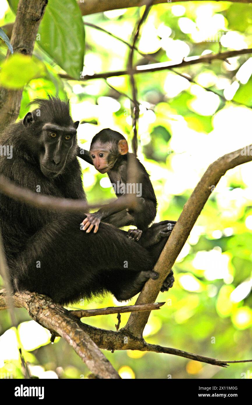 A crested macaque (Macaca nigra) takes care of an offspring, as they