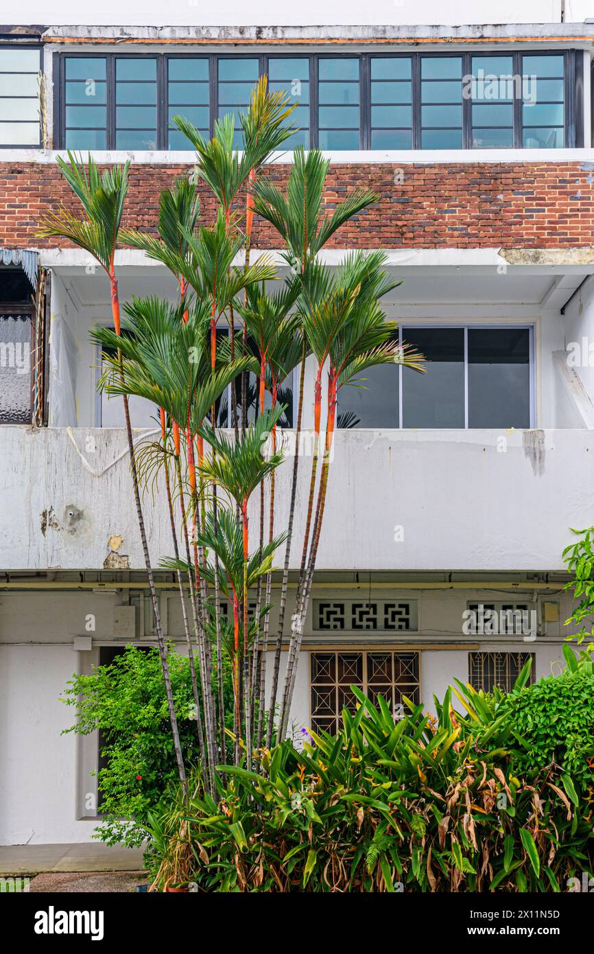 Lipstick palms growing in front of the Streamline Moderne architectural style of Tiong Bahru Estate, Singapore Stock Photo