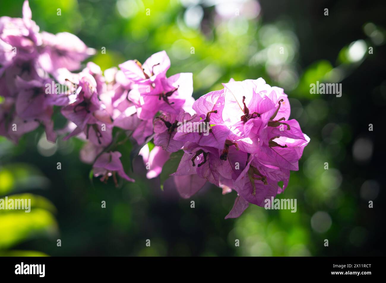 A bouquet of sweet pink Bougainvillea flower blossom with green leaves on white isolated background Stock Photo