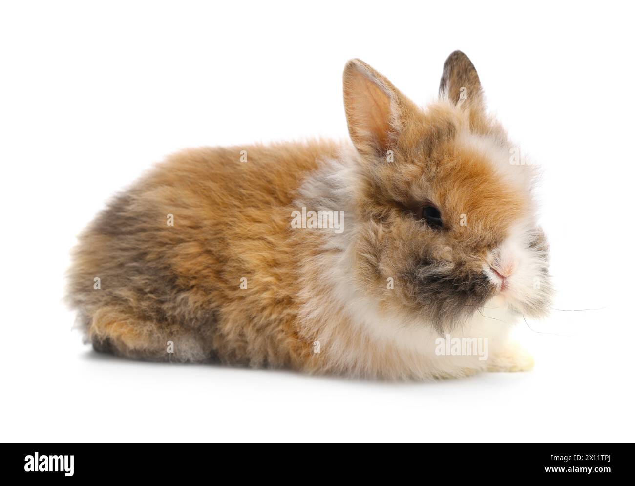 Cute little rabbit on white background. Adorable pet Stock Photo - Alamy