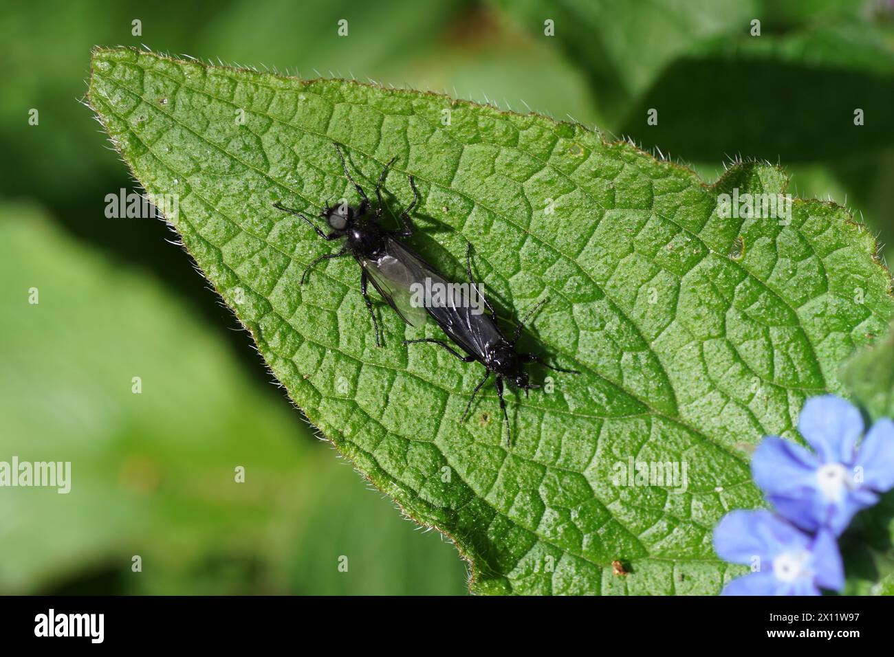 Female, male St Mark's fly (Bibio marci), family Bibionidae on a leaf of green alkanet (Pentaglottis sempervirens). Mating. Spring April, Dutch garden Stock Photo