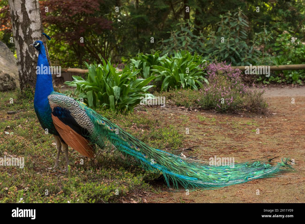 Blue peacock in the Forest Botanical Garden in Cologne. The blue peacock (Pavo cristatus) is a bird species from the pheasant family (Phasianidae) Stock Photo