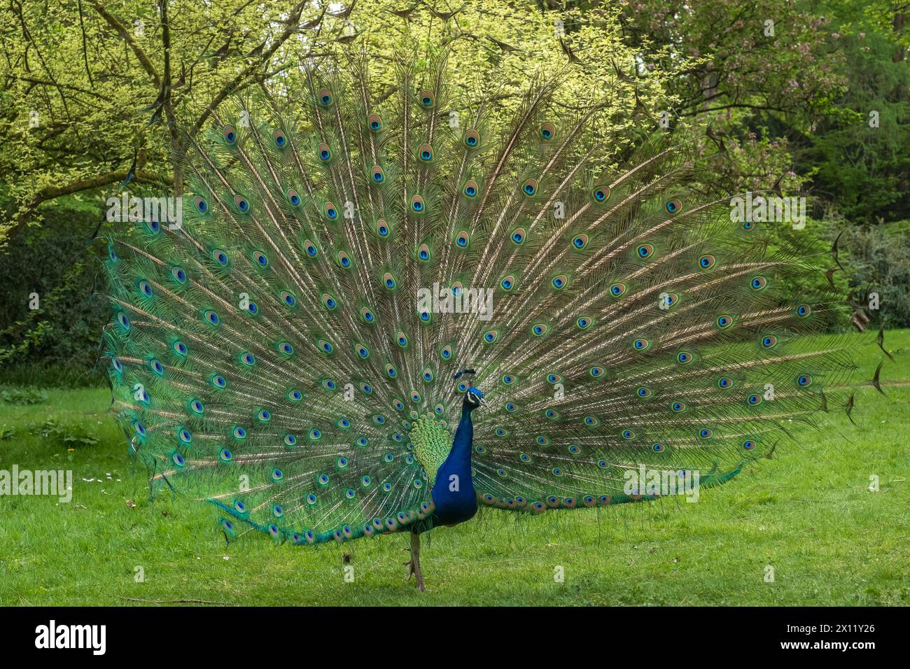 Blue peacock in the Forest Botanical Garden in Cologne. The blue peacock (Pavo cristatus) is a bird species from the pheasant family (Phasianidae) Stock Photo