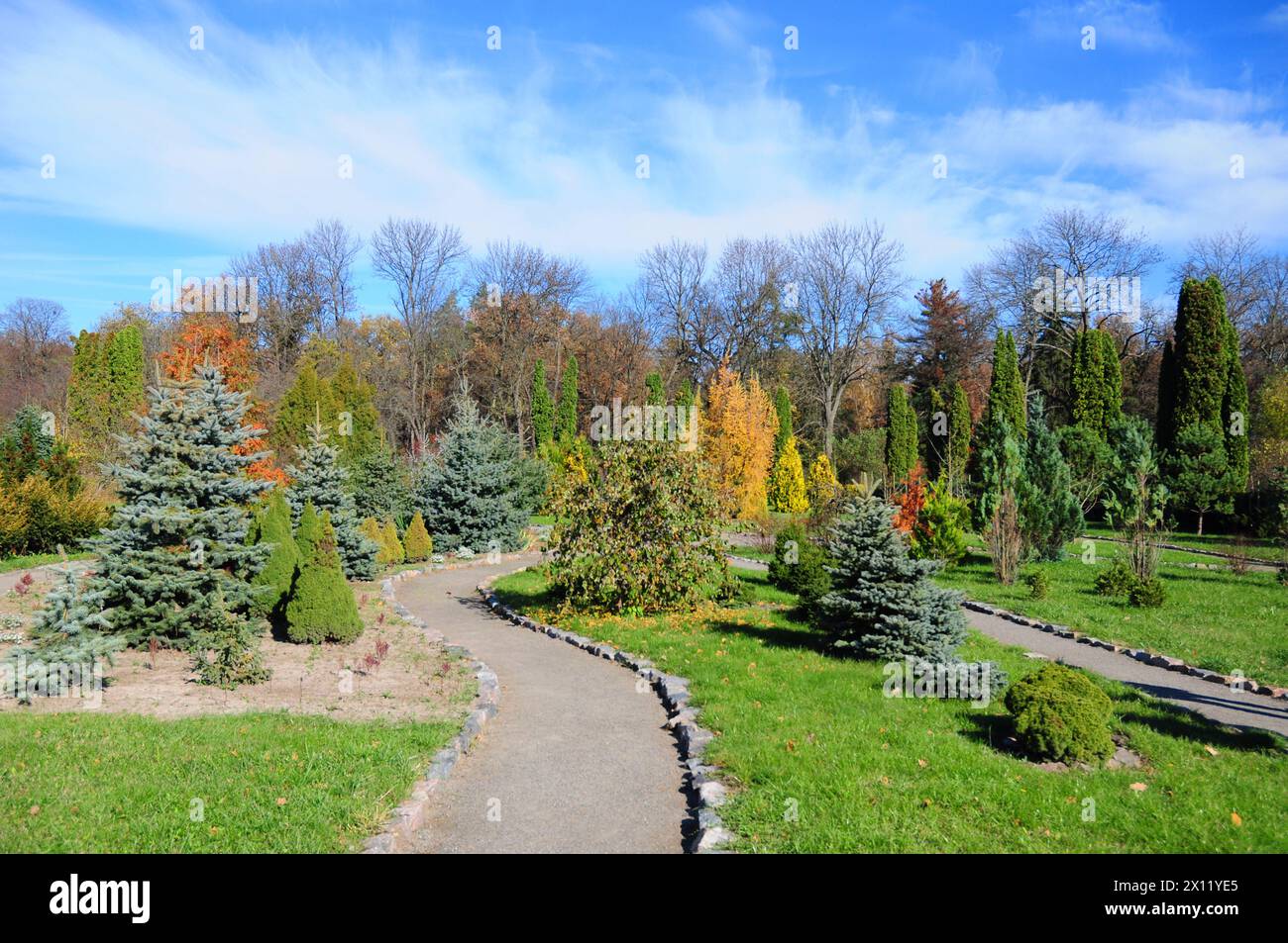 Beautiful garden path with colorful autunm landscape design, yews, thuja, picea glauca conica, blue spruce. Stock Photo
