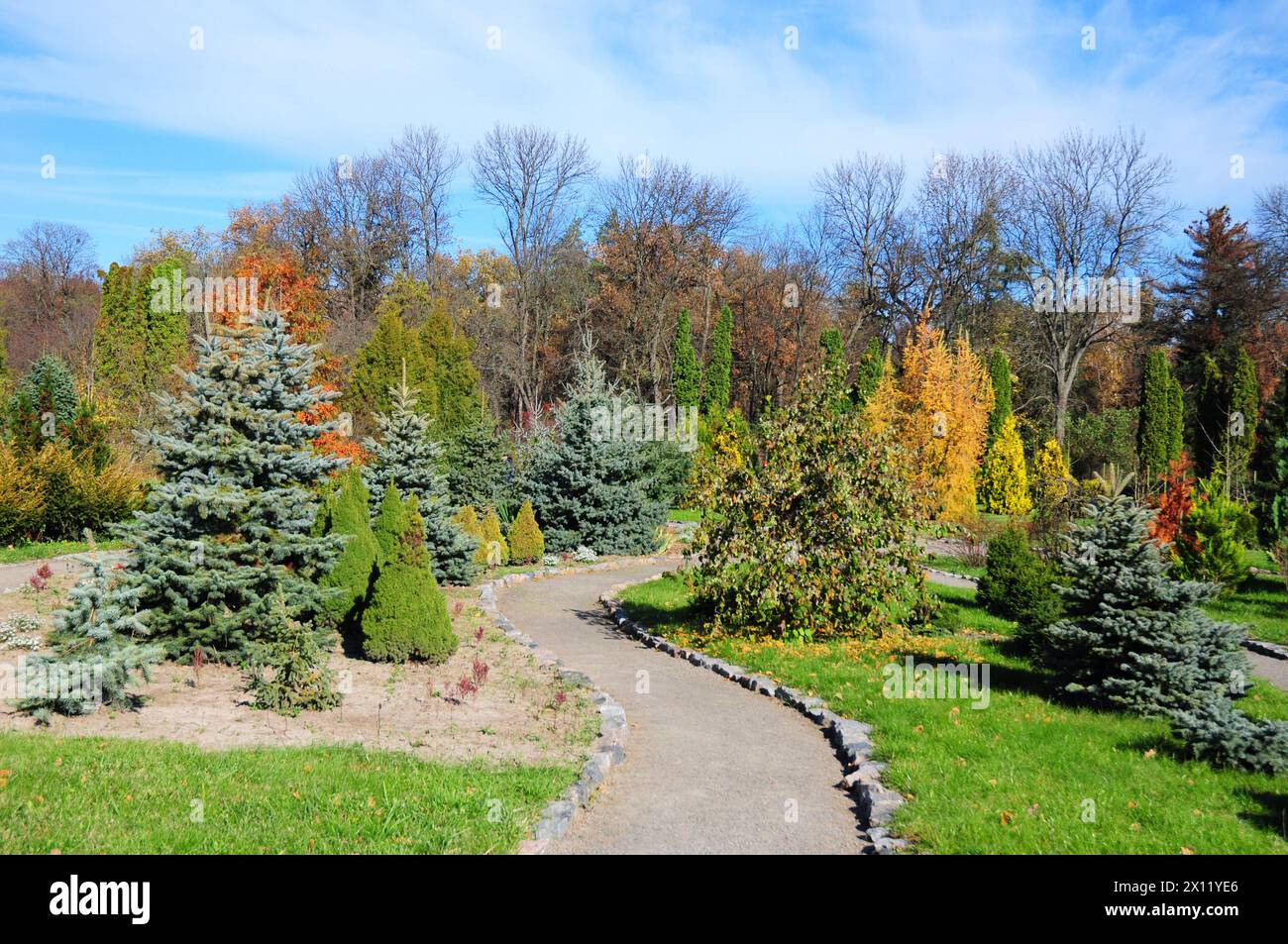 Beautiful landscape design with beautiful path, yews, thuja, picea glauca conica, blue spruce in colorful autumn. Stock Photo
