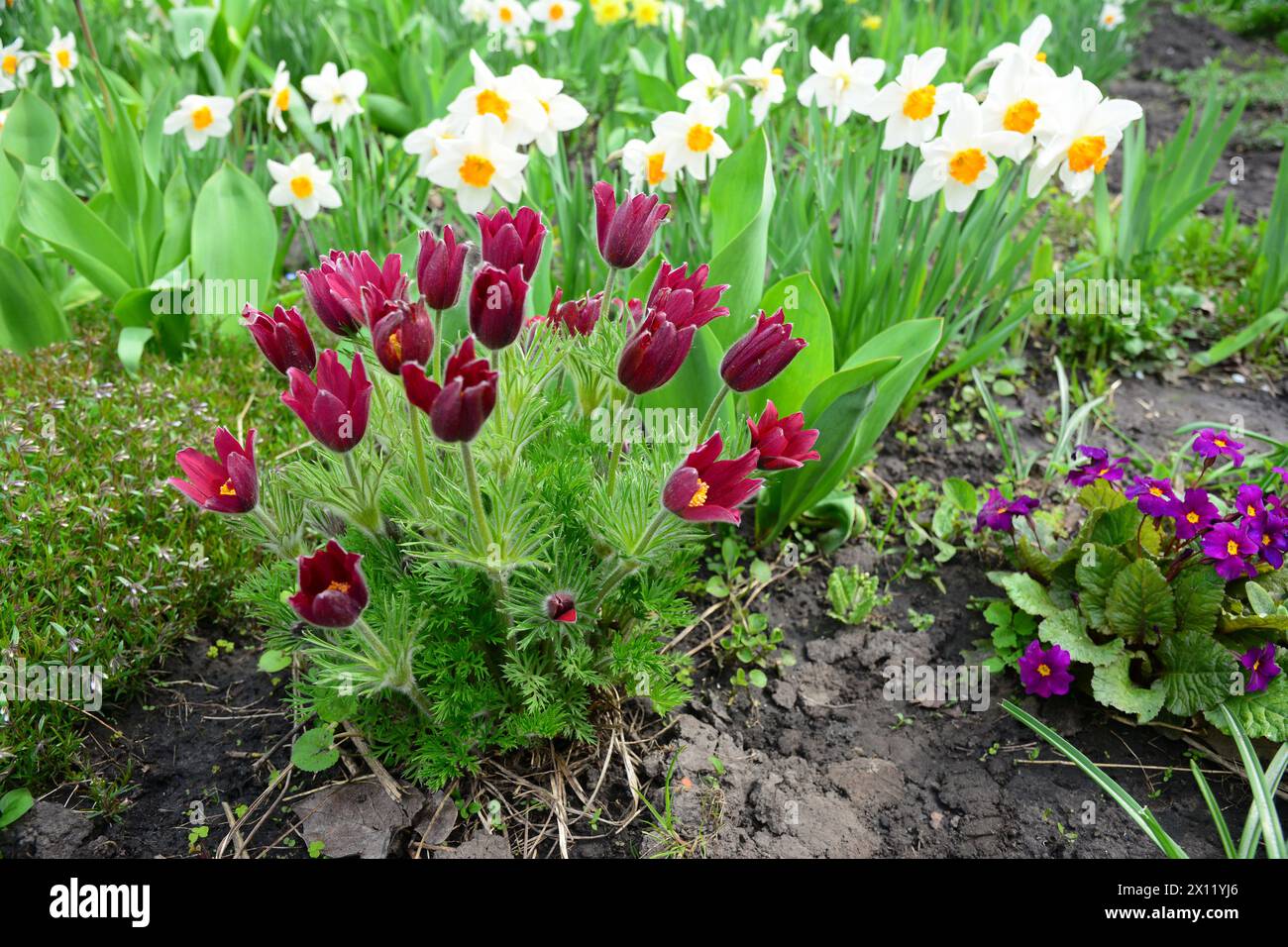 A close-up on a beautiful spring flower bed with Pulsatilla vulgaris, the pasqueflower,  Primula veris, daffodil and creeping phlox. Stock Photo