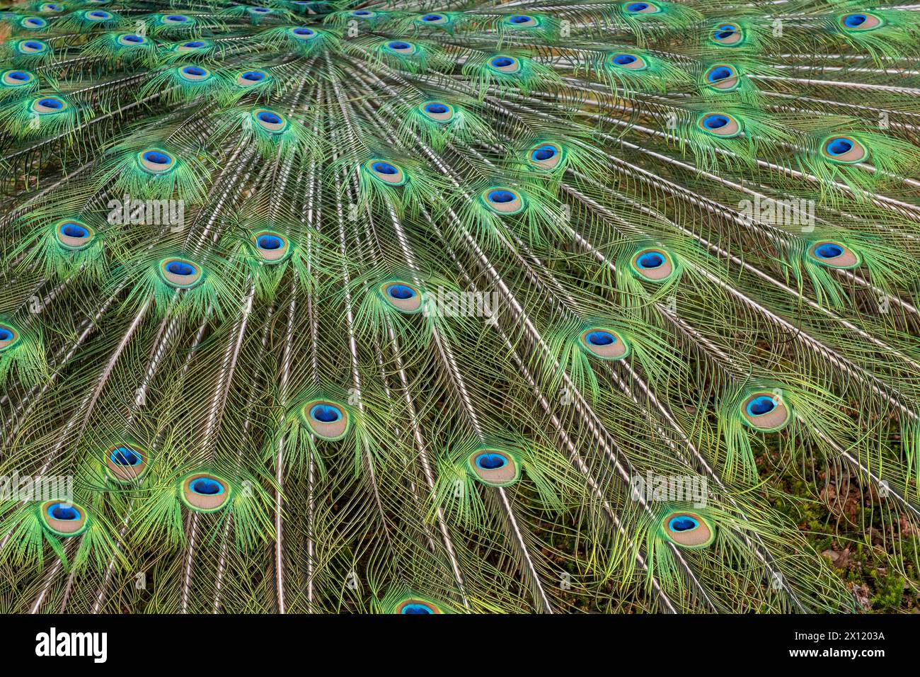 Detail des Federkleides eines Blauen Pfaus im Forstbotanischen Garten in Köln. Der Blaue Pfau Pavo cristatus ist eine Vogelart aus der Familie der Fasanen Phasianidae. Er gehört zur Ordnung der Hühnervögel und ist neben dem Fasan und dem Haushuhn einer der bekanntesten Vertreter dieser Vogelgruppe. *** Detail of the plumage of a blue peacock in the Forest Botanical Garden in Cologne. The blue peacock Pavo cristatus is a bird species from the pheasant family Phasianidae. It belongs to the order of poultry birds and is one of the best-known representatives of this bird group alongside the pheasa Stock Photo