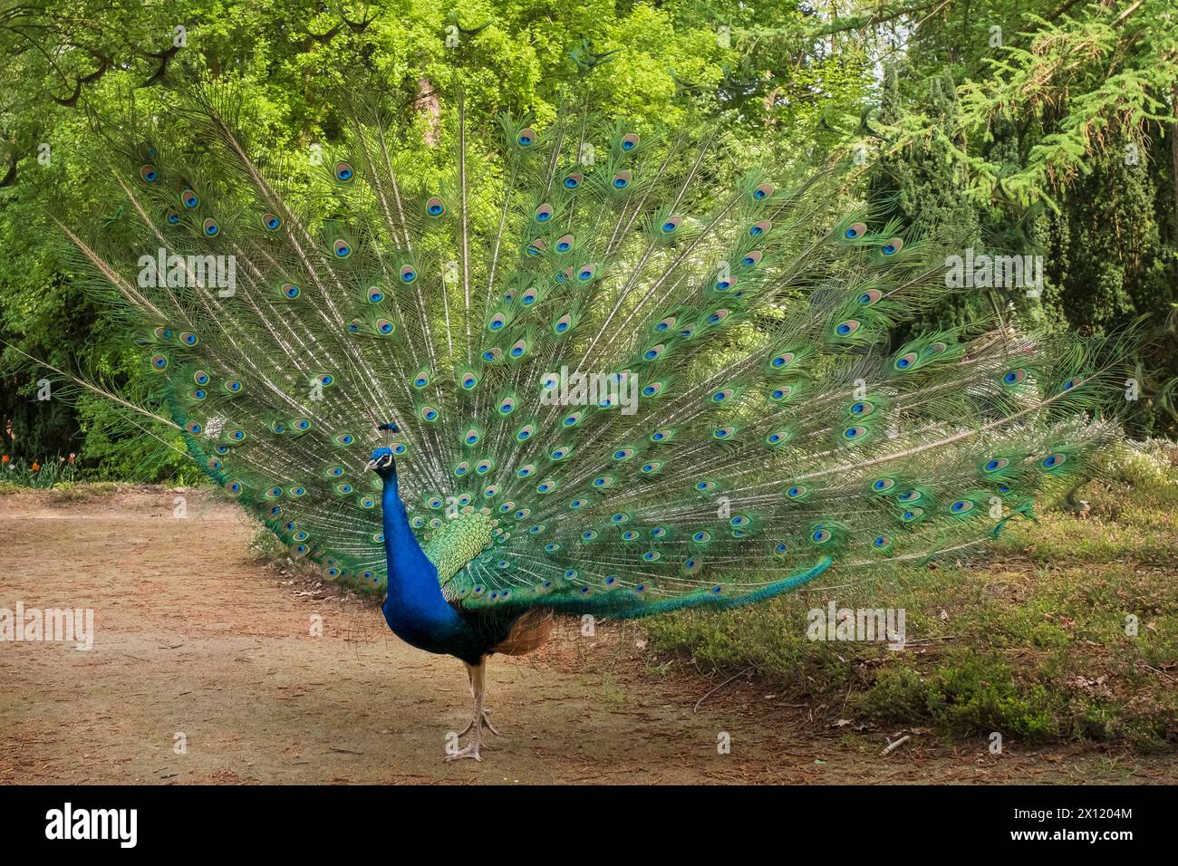 Blauer Pfau im Forstbotanischen Garten in Köln. Der Blaue Pfau Pavo cristatus ist eine Vogelart aus der Familie der Fasanen Phasianidae. Er gehört zur Ordnung der Hühnervögel und ist neben dem Fasan und dem Haushuhn einer der bekanntesten Vertreter dieser Vogelgruppe. *** Blue peacock in the Forest Botanical Garden in Cologne. The blue peacock Pavo cristatus is a bird species from the pheasant family Phasianidae. It belongs to the order of chicken birds and is one of the best-known representatives of this group of birds alongside the pheasant and the domestic chicken. Nordrhein-Westfalen Deuts Stock Photo