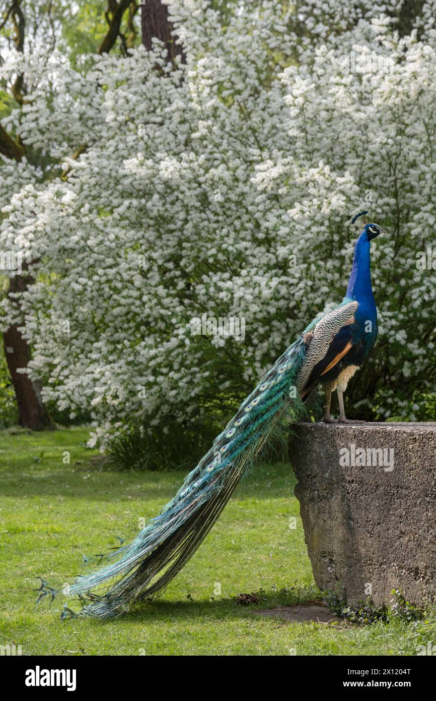 Blauer Pfau im Forstbotanischen Garten in Köln. Der Blaue Pfau Pavo cristatus ist eine Vogelart aus der Familie der Fasanen Phasianidae. Er gehört zur Ordnung der Hühnervögel und ist neben dem Fasan und dem Haushuhn einer der bekanntesten Vertreter dieser Vogelgruppe. *** Blue peacock in the Forest Botanical Garden in Cologne. The blue peacock Pavo cristatus is a bird species from the pheasant family Phasianidae. It belongs to the order of chicken birds and is one of the best-known representatives of this group of birds alongside the pheasant and the domestic chicken. Nordrhein-Westfalen Deuts Stock Photo