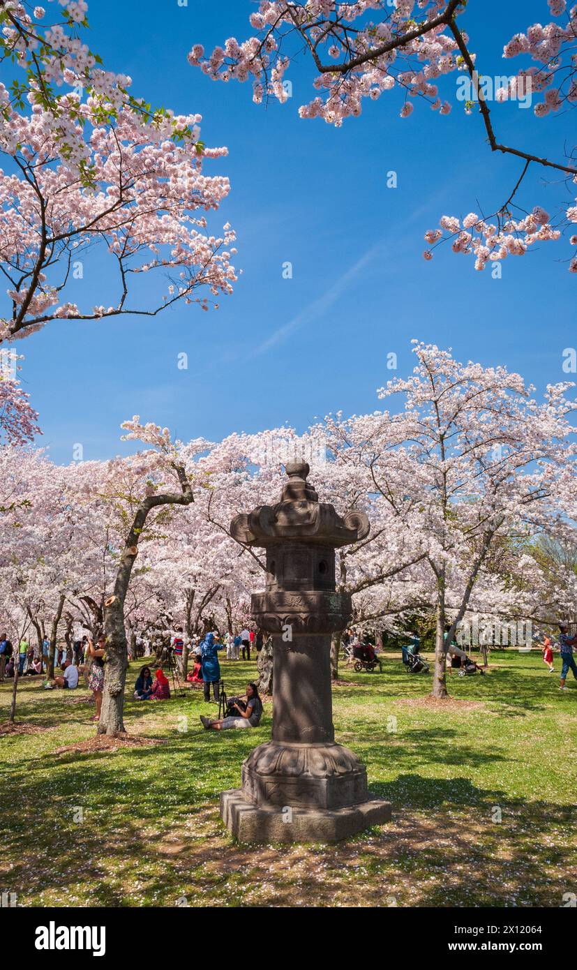 The Tidal Basin on the Mall at the National Cherry Blossom Festival in ...