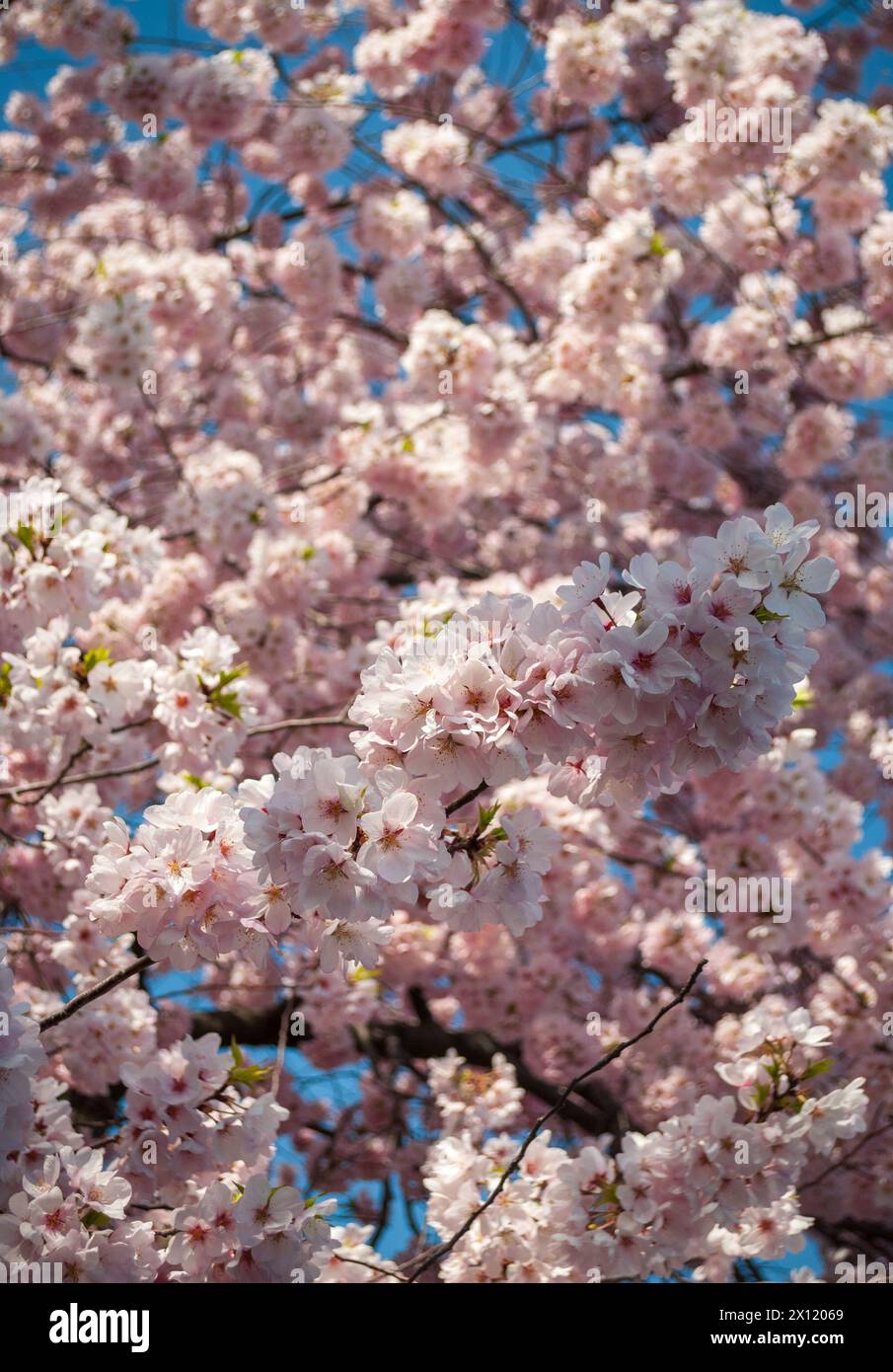 The Tidal Basin on the Mall at the National Cherry Blossom Festival in ...