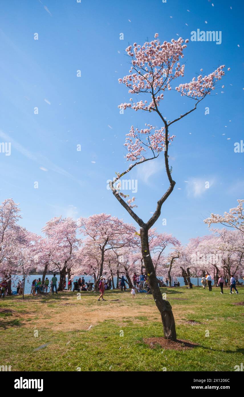 The Tidal Basin on the Mall at the National Cherry Blossom Festival in ...