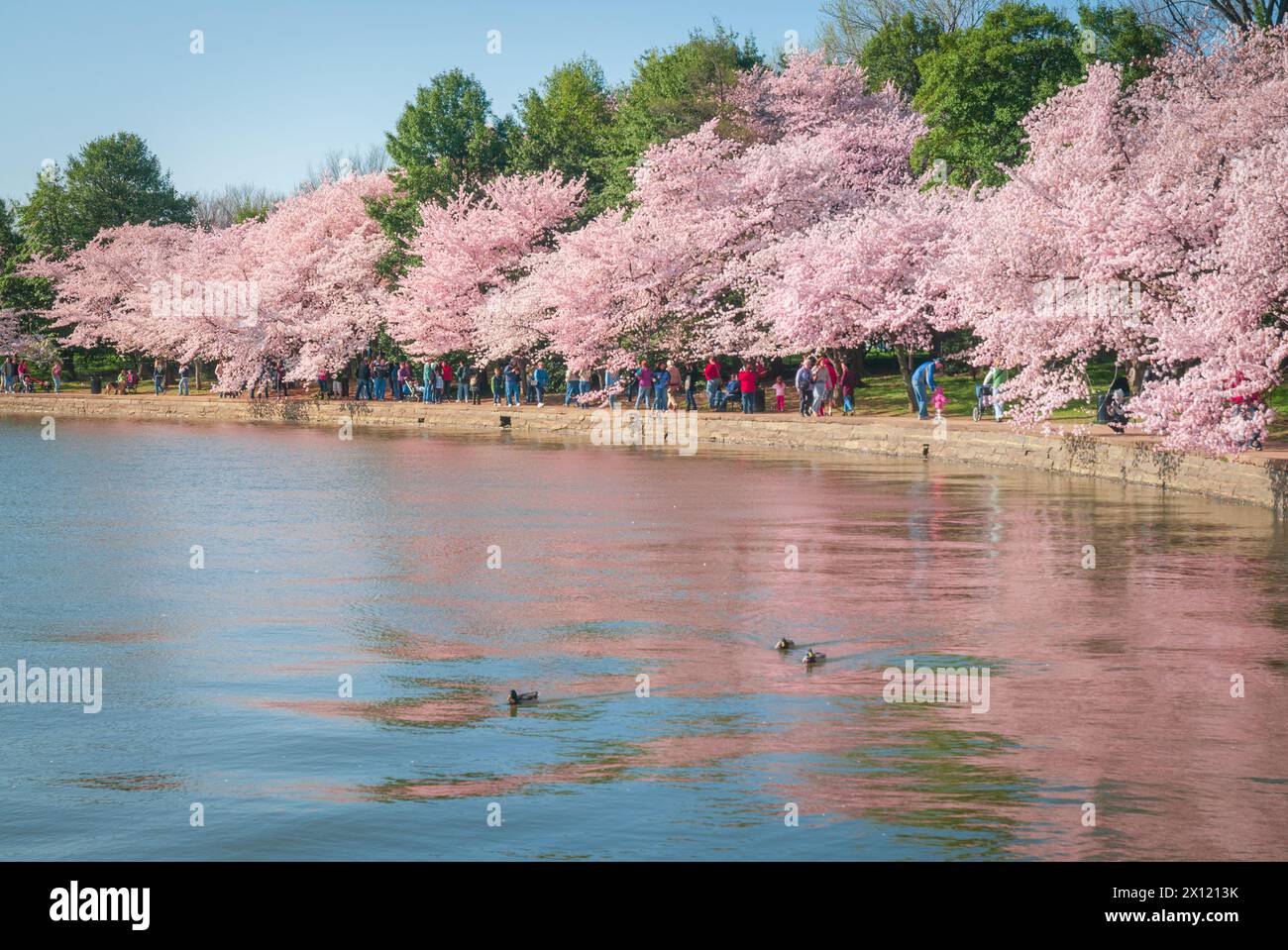 The Tidal Basin on the Mall at the National Cherry Blossom Festival in ...