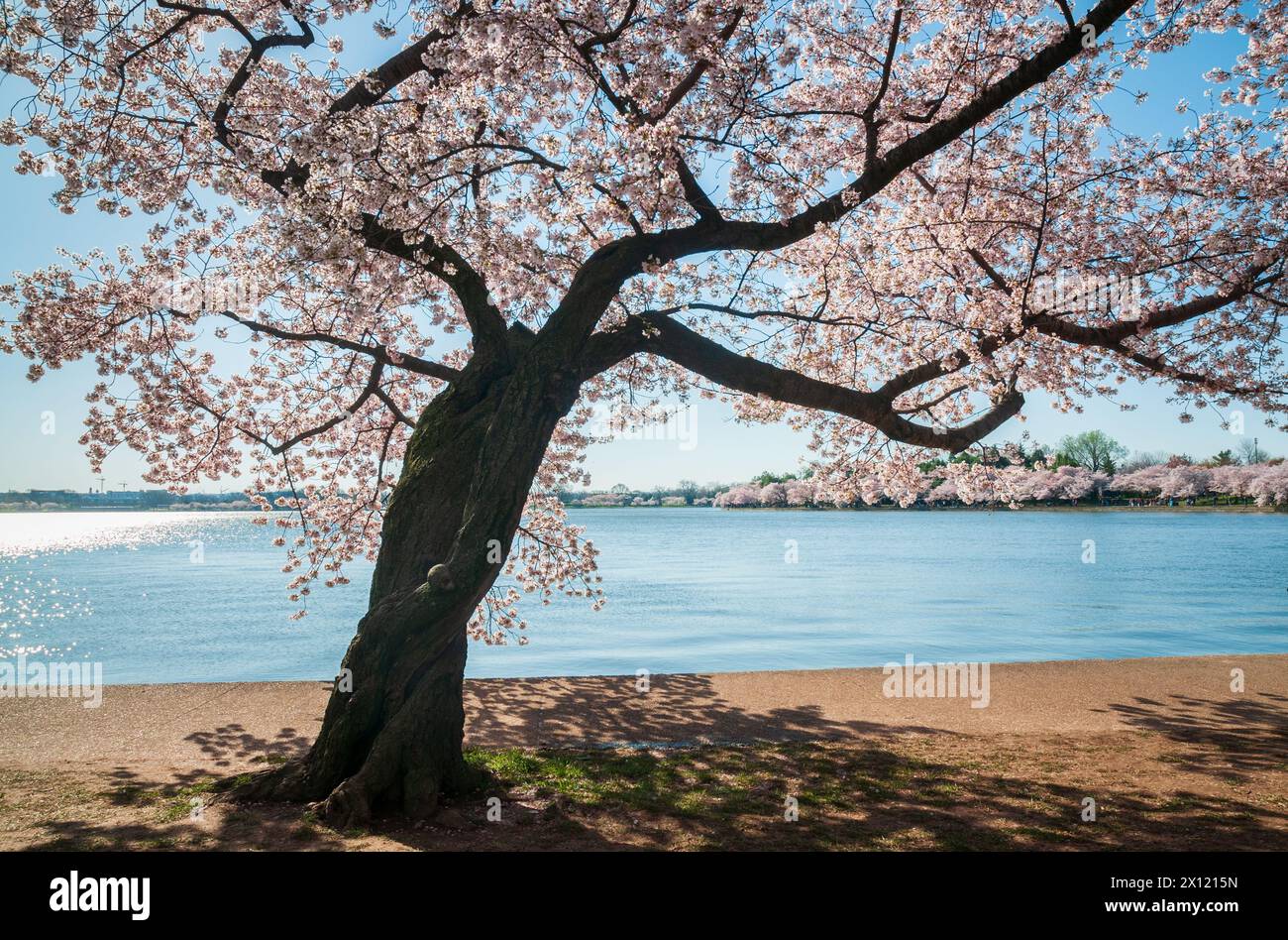 The Tidal Basin on the Mall at the National Cherry Blossom Festival in ...