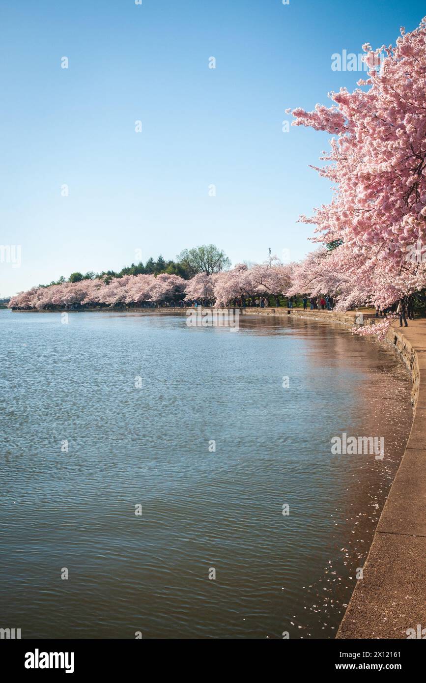 The Tidal Basin on the Mall at the National Cherry Blossom Festival in ...