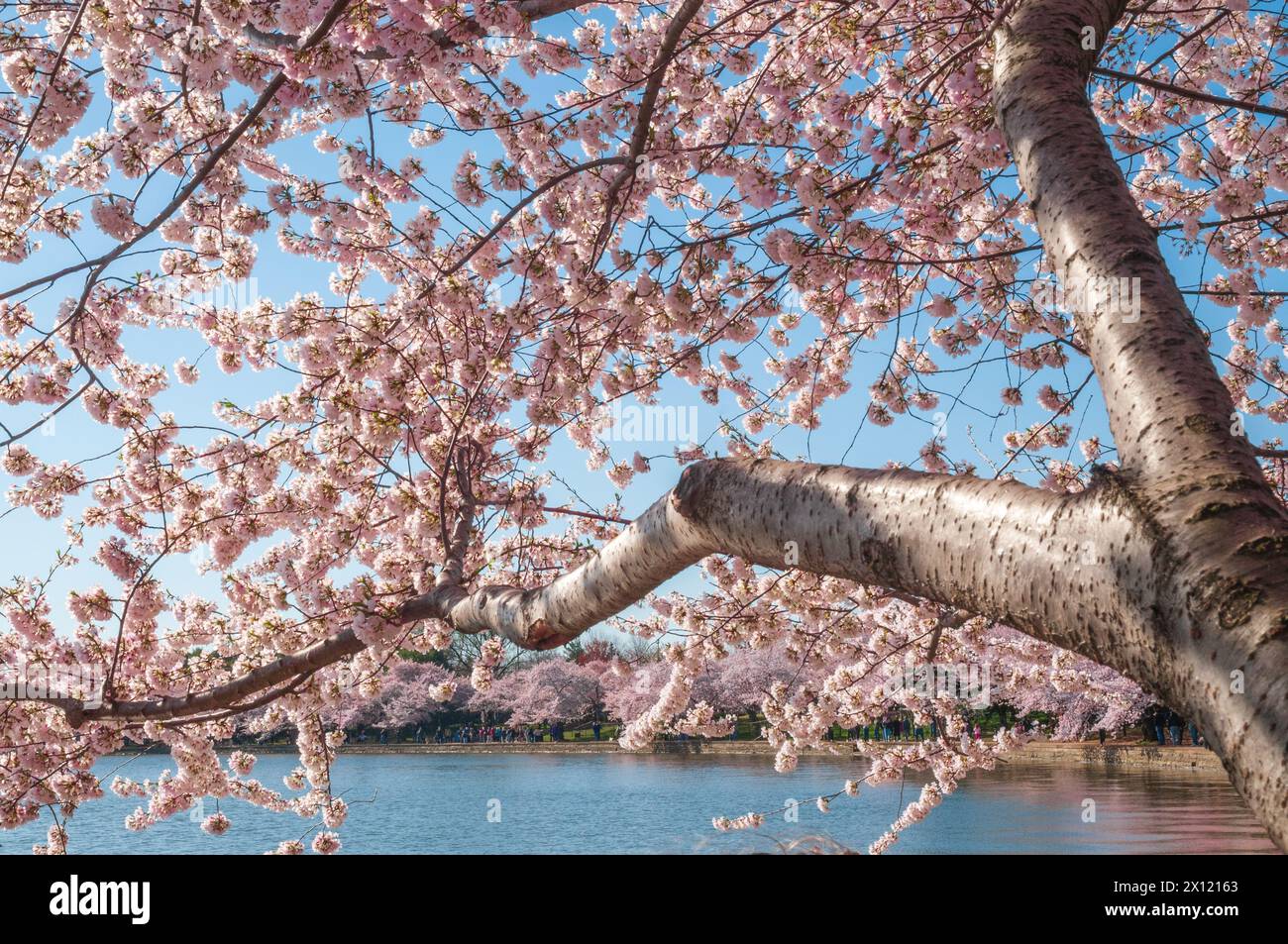 The Tidal Basin on the Mall at the National Cherry Blossom Festival in ...