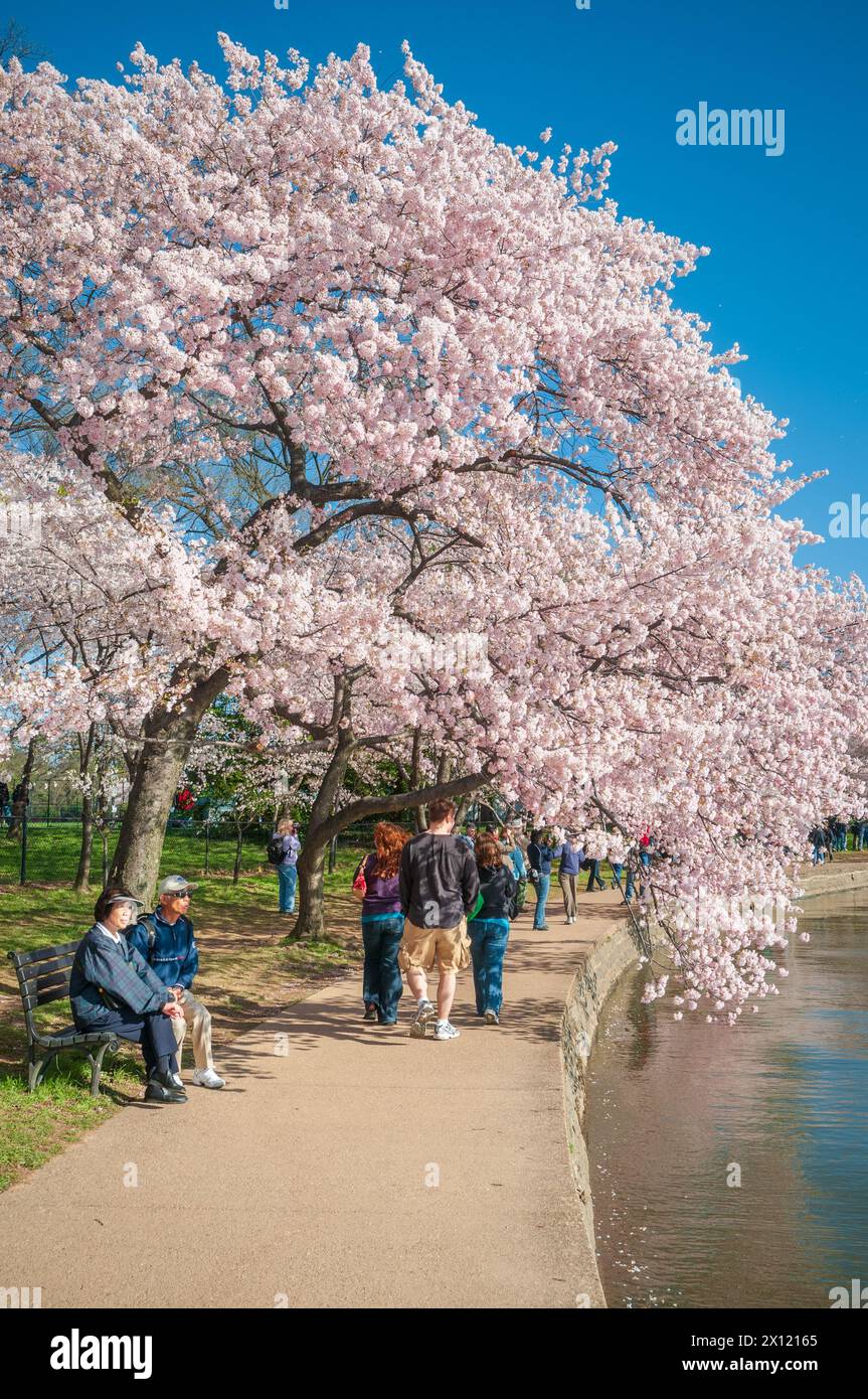 The Tidal Basin on the Mall at the National Cherry Blossom Festival in ...