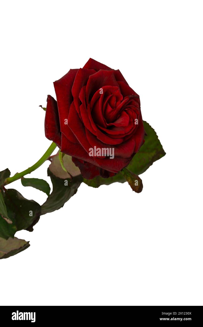 Beautiful red rose isolated on a white background Stock Photo - Alamy