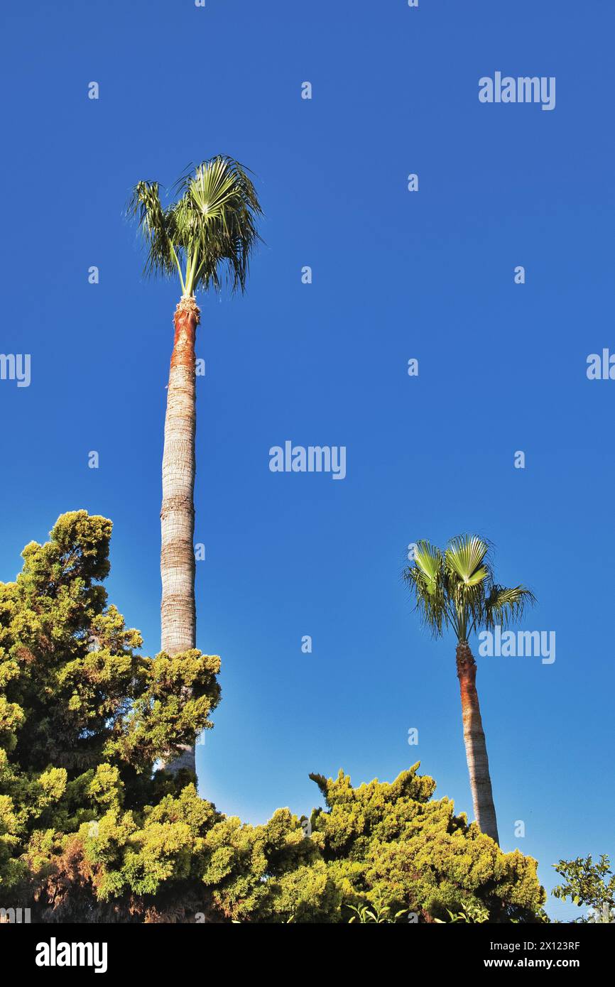 Two palm trees rising up above green bushes, silhouetted against a blue sky Stock Photo