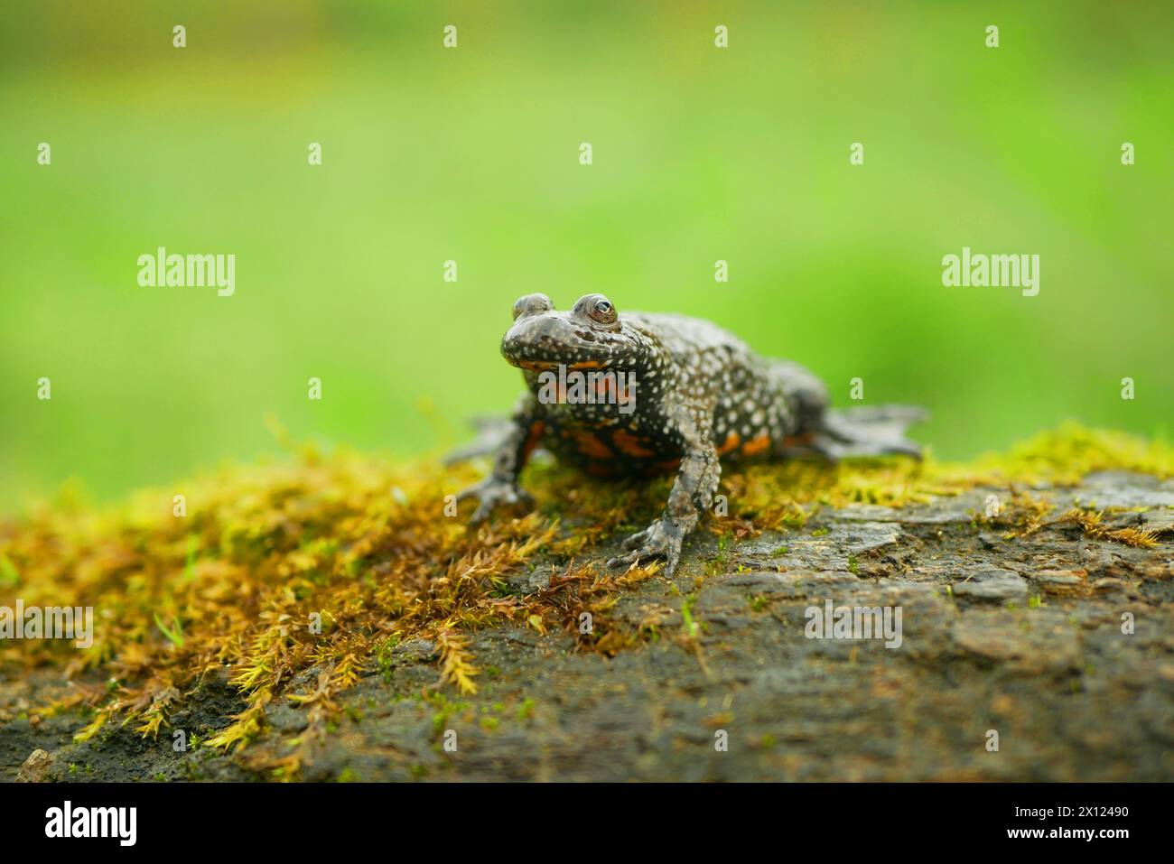 European fire-bellied toad bombina bombina, amphibian frog sits on branch animal moss in water wetland, endangered species of nature, fire, bellied, e Stock Photo