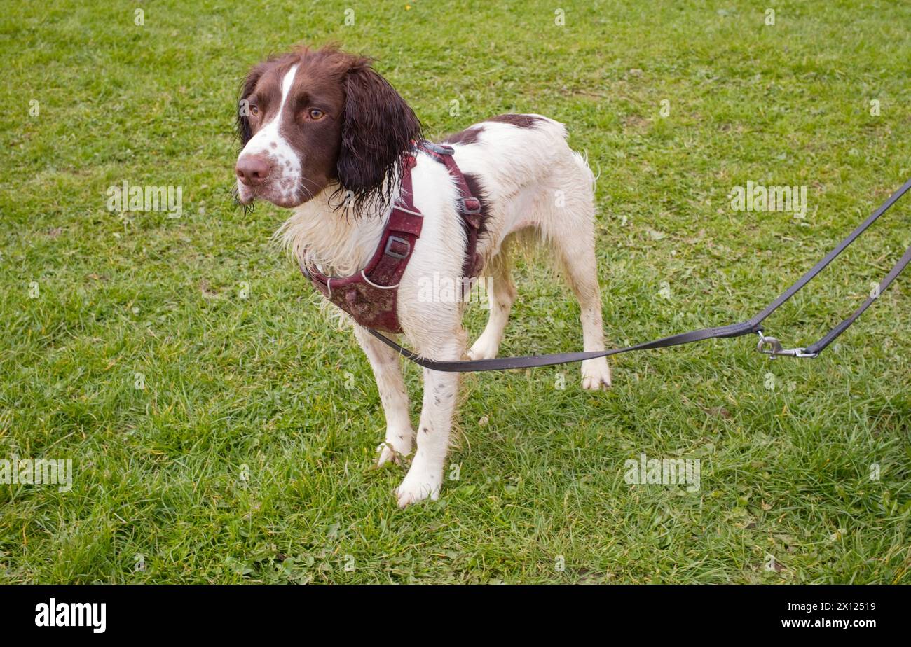 Dog with harness and lead hi res stock photography and images Alamy