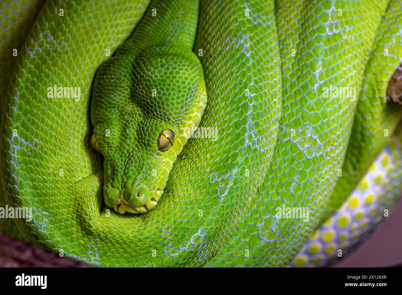 ‘I Am Watching You’ - ‘Lime’, a Portrait of a Manokwari Green Tree ...