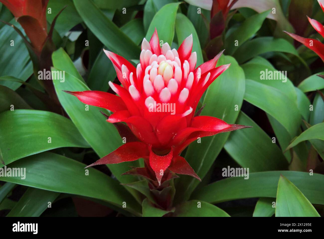 Arten und ihre sorten hires stock photography and images Alamy