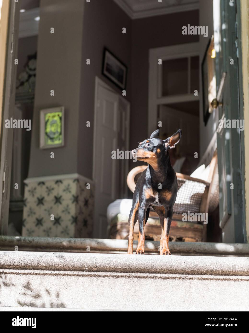 Dog guarding entrance of Mimi Calpe, 1950s French luxury villa and hotel in Tangier, Morocco Stock Photo