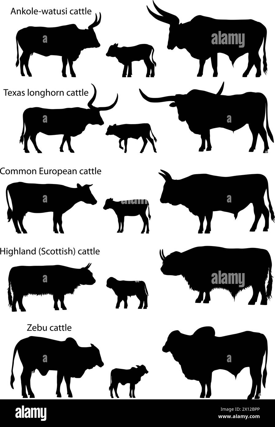 Collection of silhouettes of different species of cattle: common european, texas longhorn, highland (scottish), watusi (ankole-watusi), zebu Stock Vector