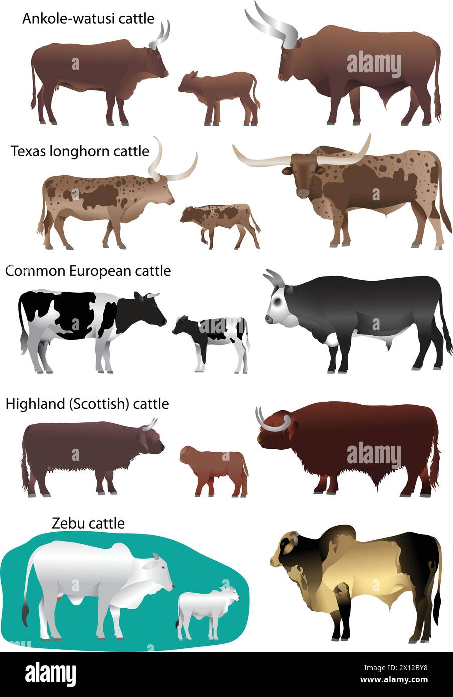 Collection of different species of cattle: common european, texas longhorn, highland (scottish), watusi (ankole-watusi), zebu Stock Vector