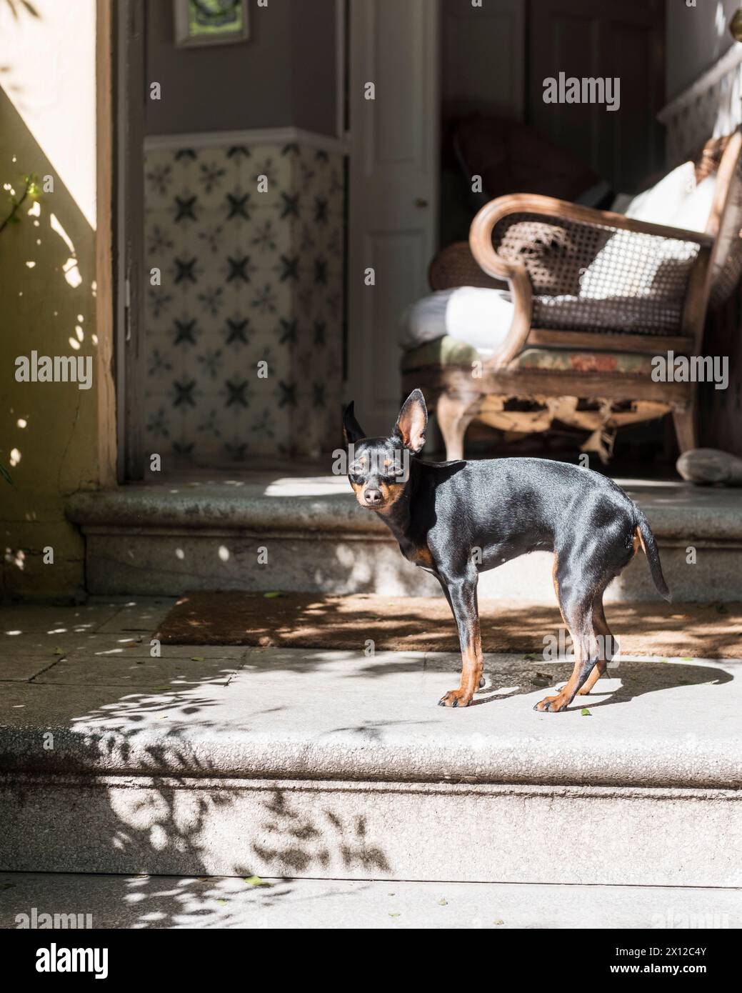Dog at entrance of Mimi Calpe, 1950s French luxury villa and hotel in Tangier, Morocco Stock Photo