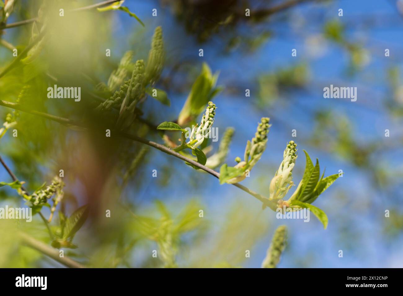 Hegg Tree the branches of the bird cherry tree in the spring season, the branches ...