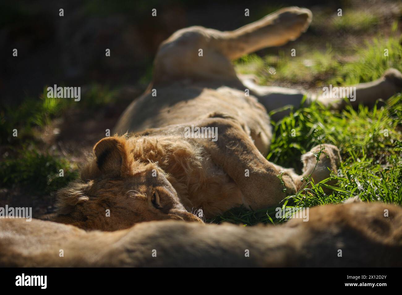 Antalya, Turkey, 02.22.2021: Female lion is lying on the ground relaxing in the sun in Zoo Stock Photo