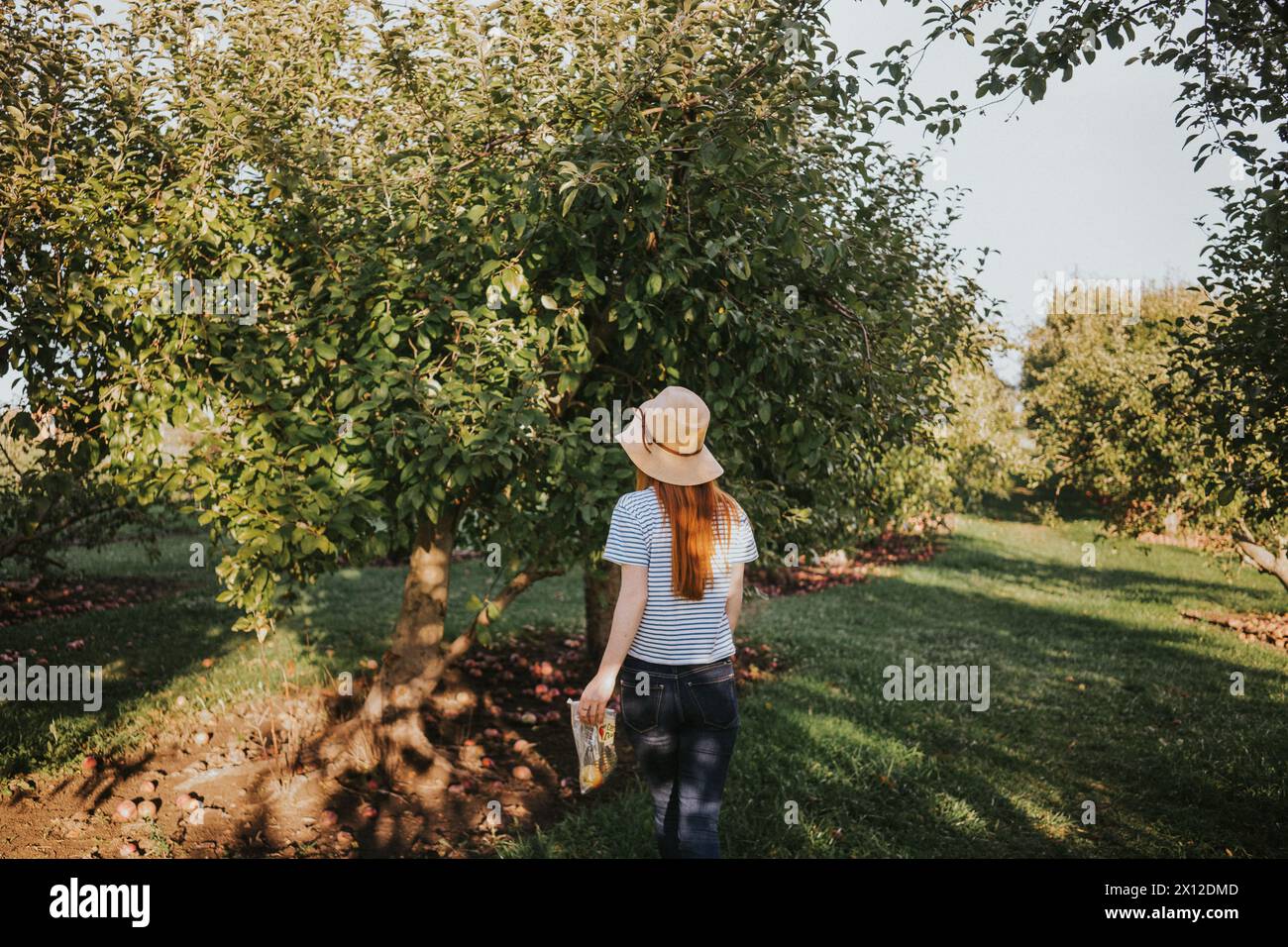 Redhead woman faces tree while apple picking in an orchard Stock Photo