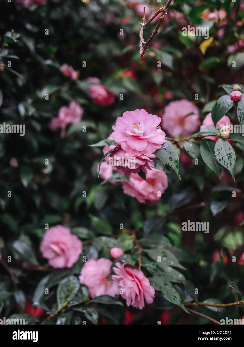 Roses with rain hi-res stock photography and images - Alamy