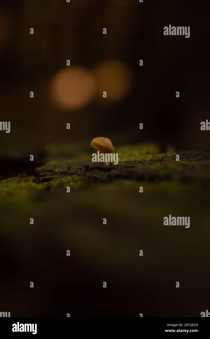 Tiny mushroom in the middle of a forest. Tiny world Stock Photo