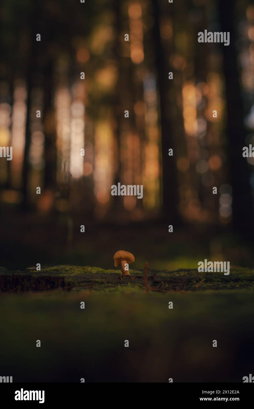 Tiny mushroom in a magical forest after rain Stock Photo
