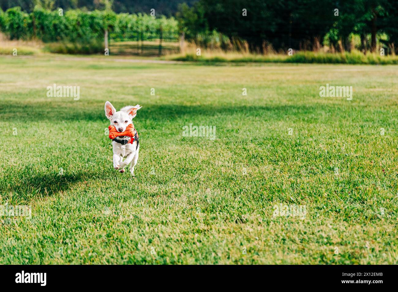 Small white Chihuahua mix dog running on grass with toy Stock Photo