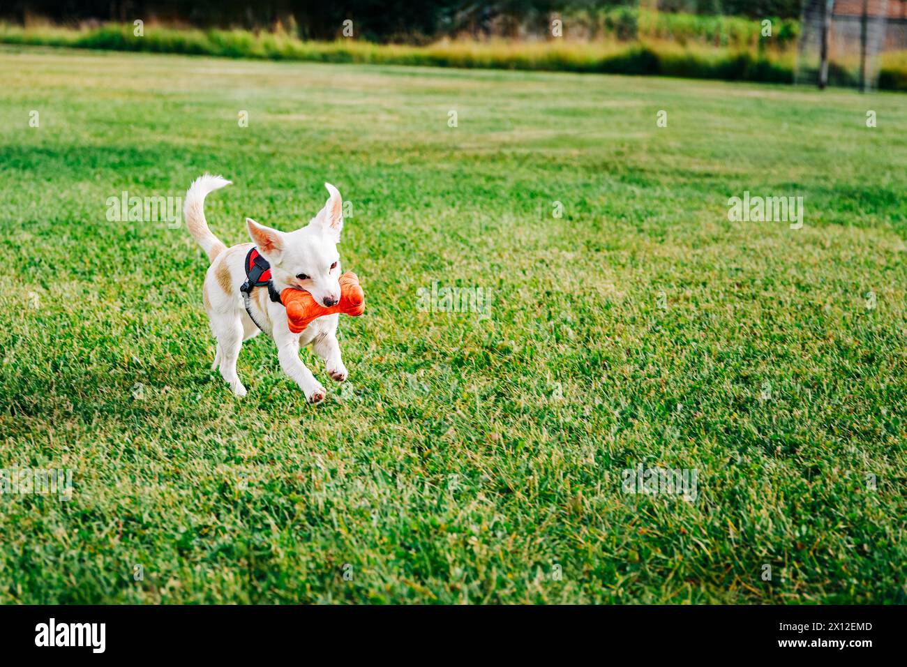 Small white Chihuahua mix dog running on grass with toy Stock Photo