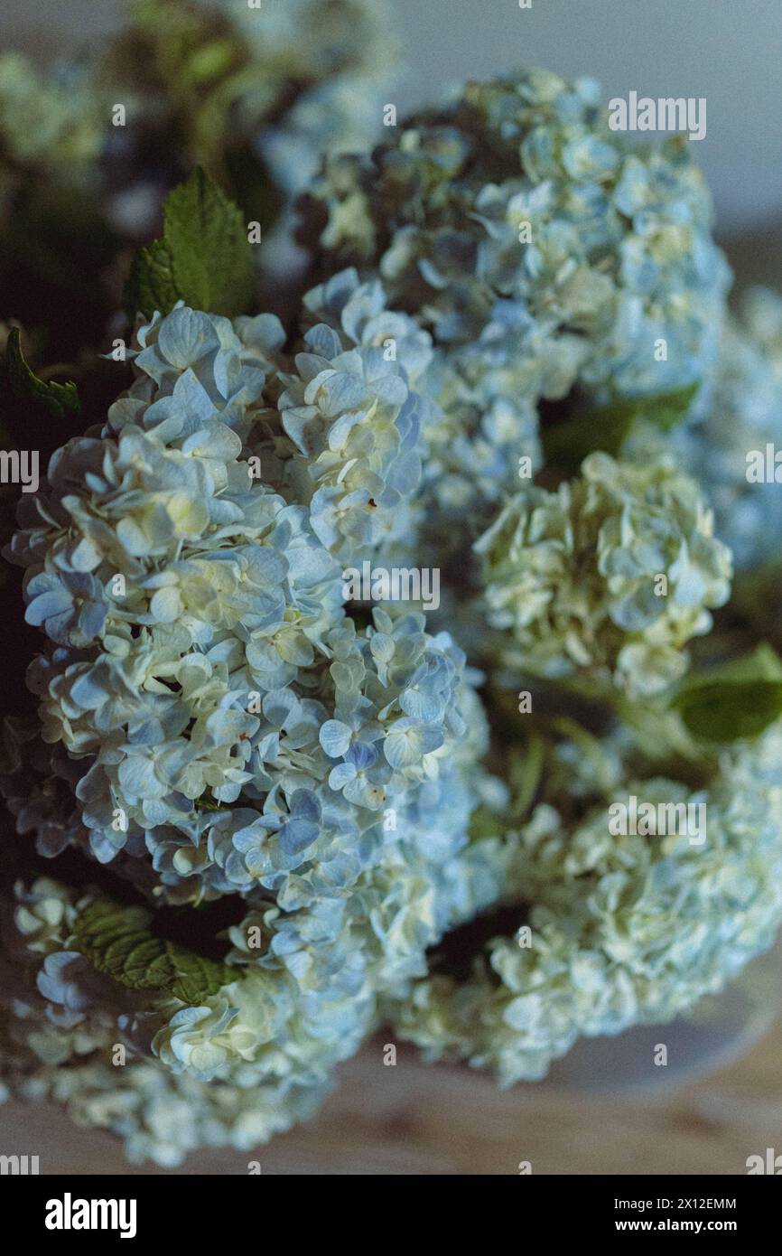 Airy bloom hi-res stock photography and images - Alamy