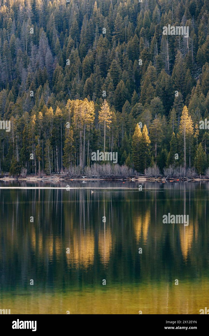 Backlit forest trees reflected in lake water in Stanley, Idaho Stock Photo