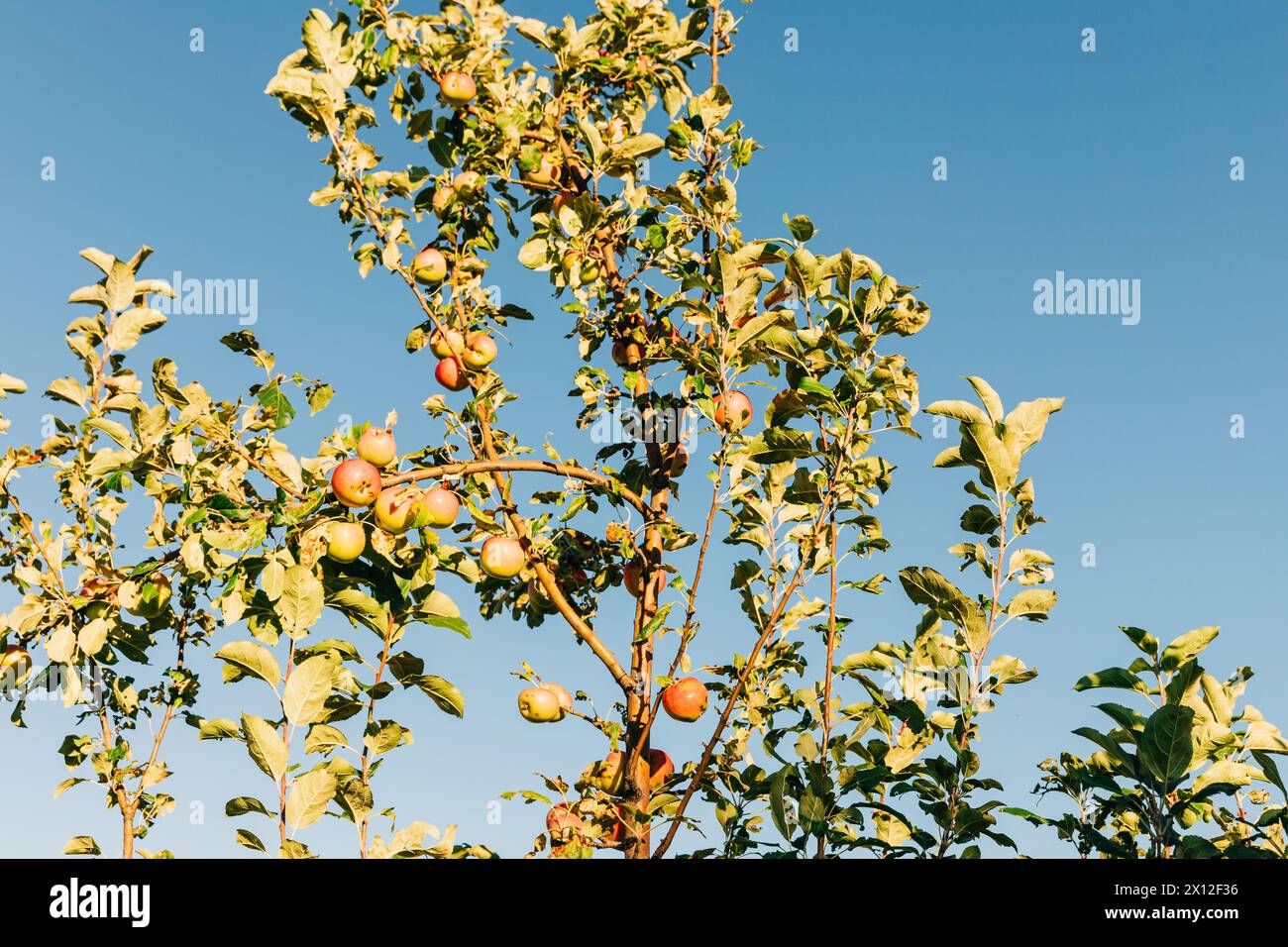 Apple tree branches with apples against clear blue sky Stock Photo - Alamy