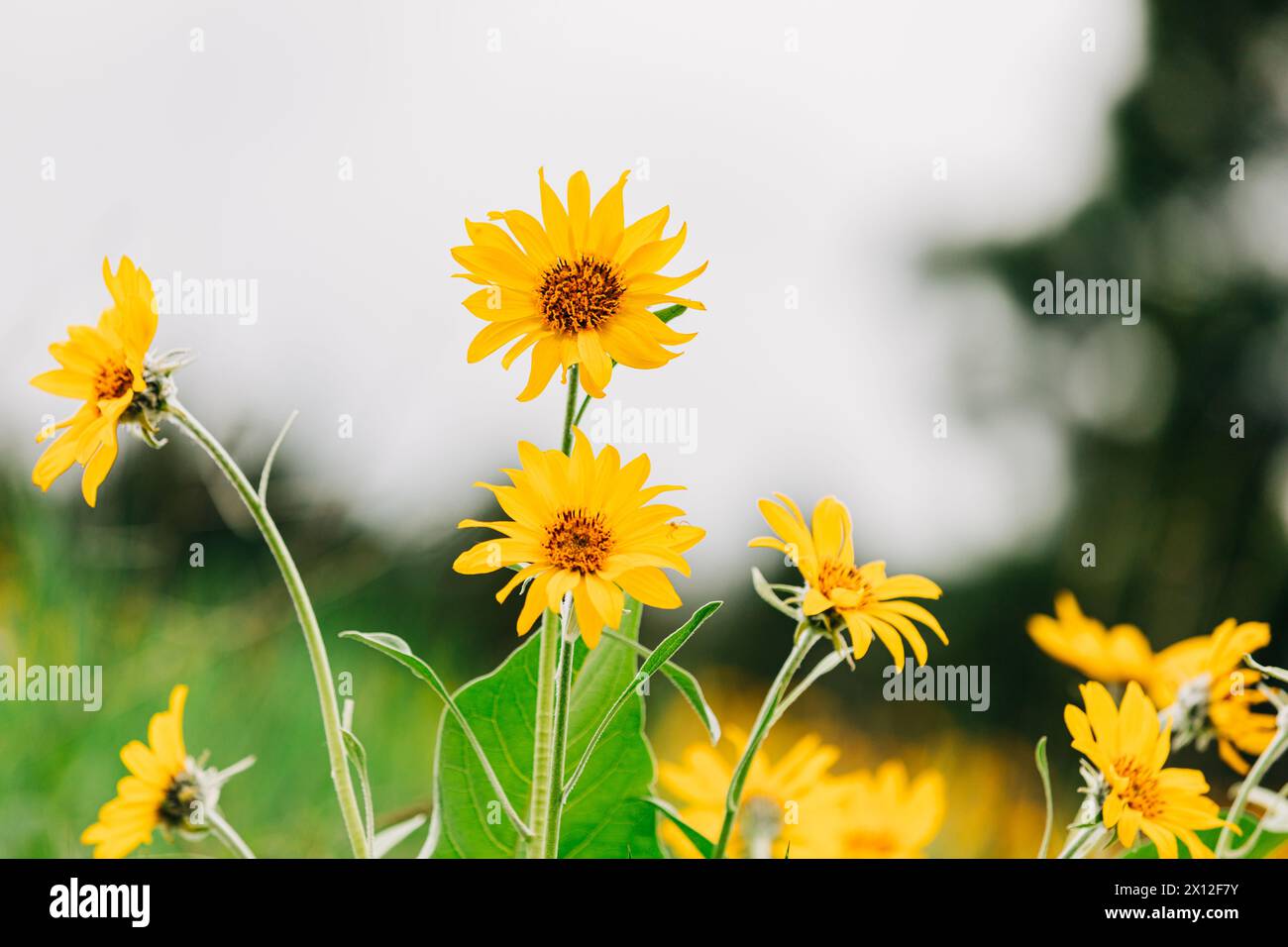 Close up shot of several arrowleaf balsamroot wildflowers Stock Photo