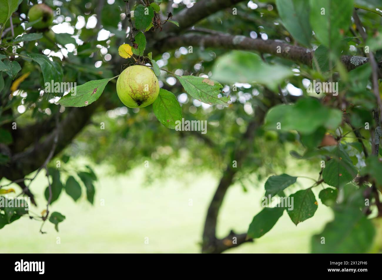 Leafy Branches Of An Apple Tree With A Single Unripe Green Apple Stock ...
