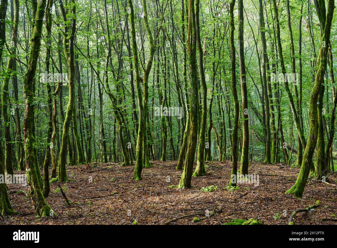 Moos im wald hi-res stock photography and images - Alamy, image size:1300x956