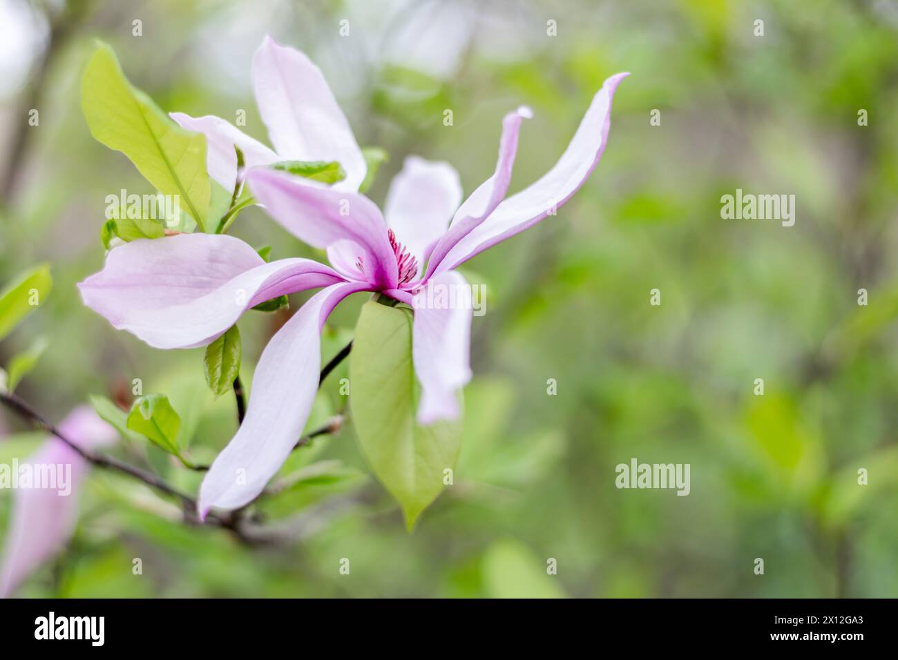 A Pink Magnolia Flower in Bloom Stock Photo