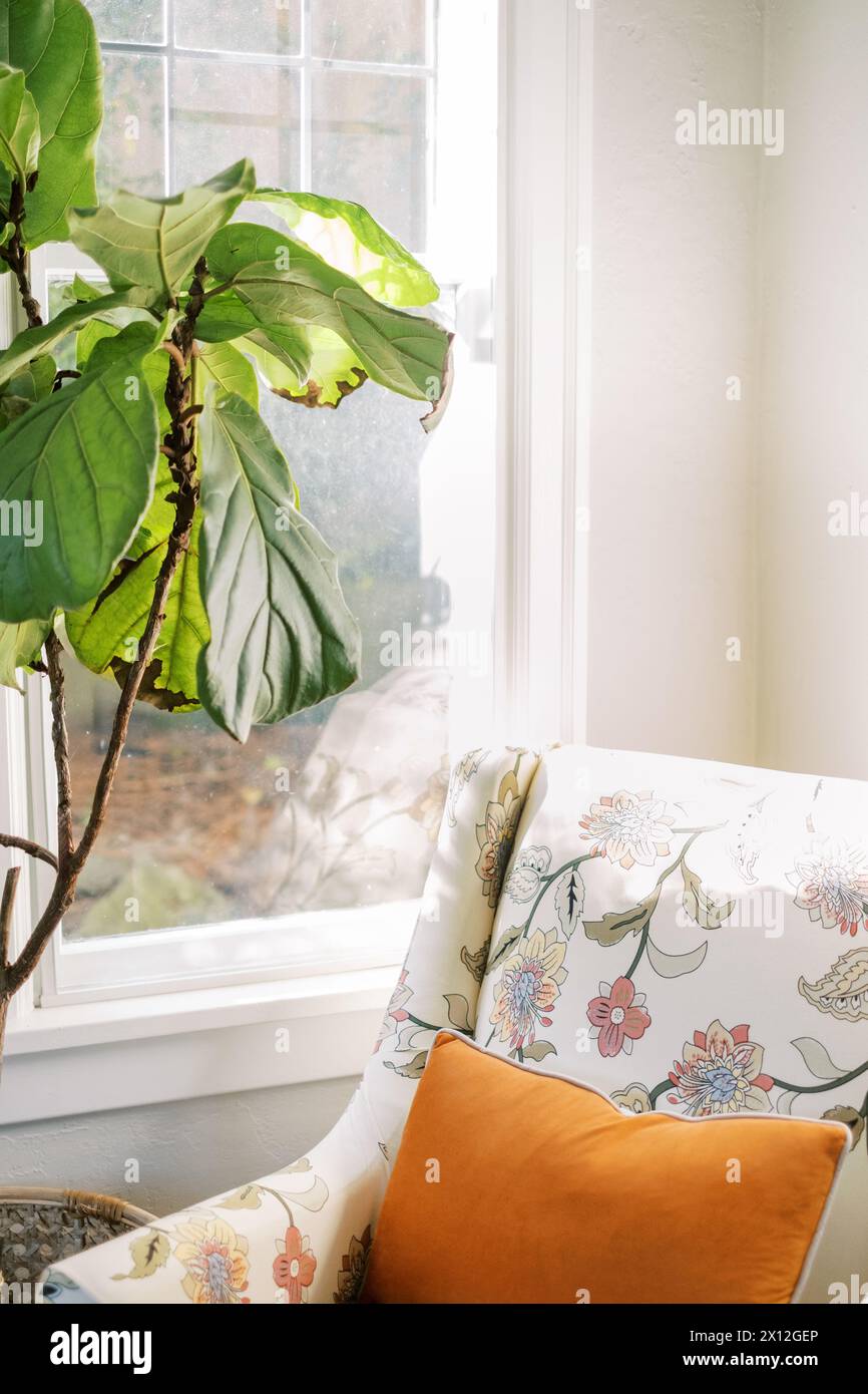 Sunlit corner with plant and chair Stock Photo - Alamy - Sunlit High Corner Furniture Idea
