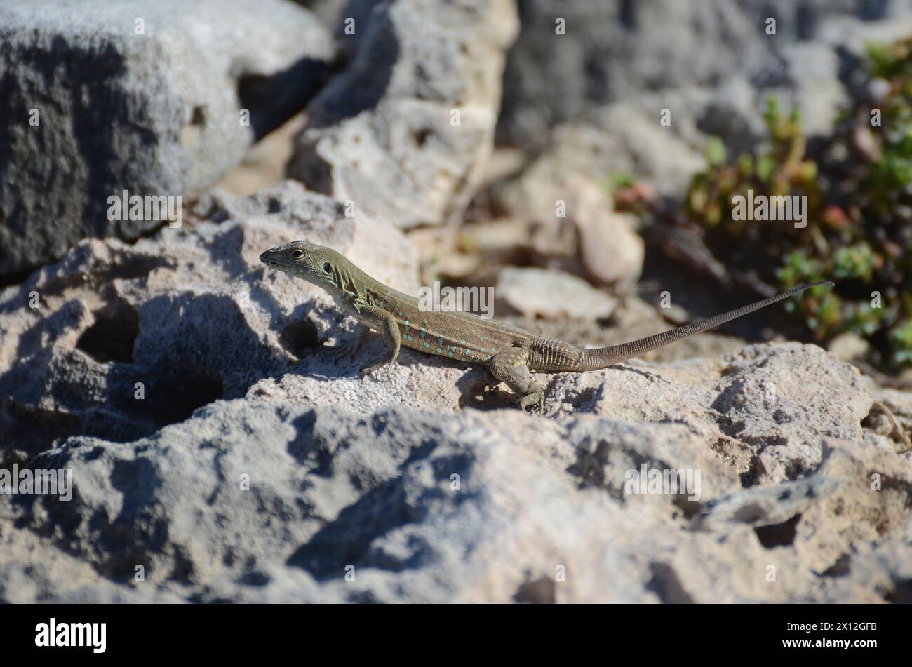A lizard is on a rock Stock Photo
